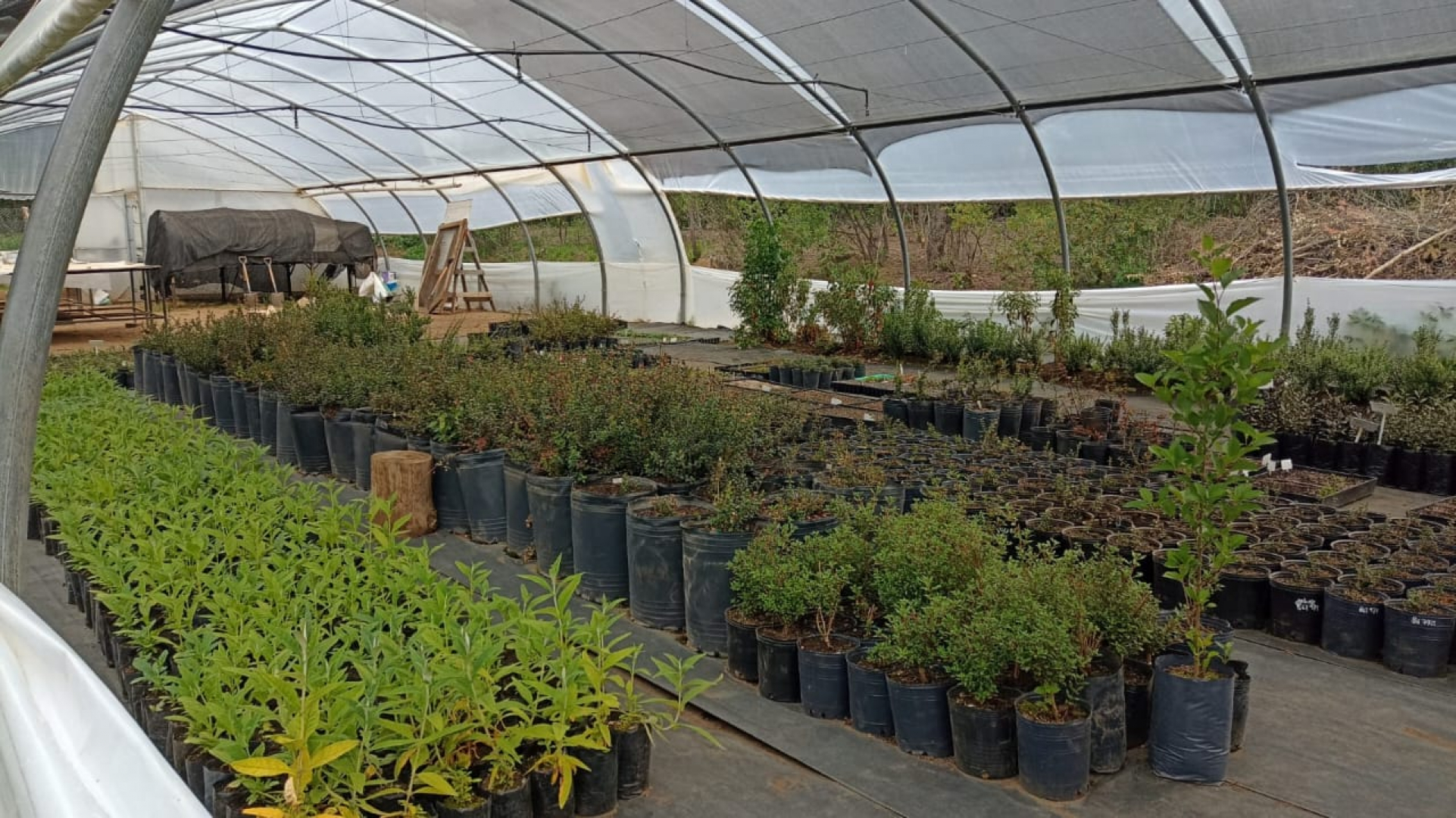 Día Internacional de la Fascinación por las Plantas