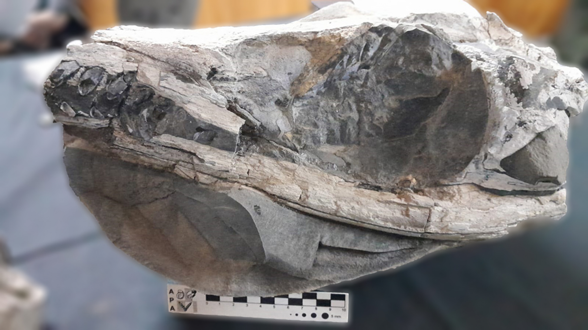  Hallan en Neuquén un cocodrilo marino de 150 millones de años