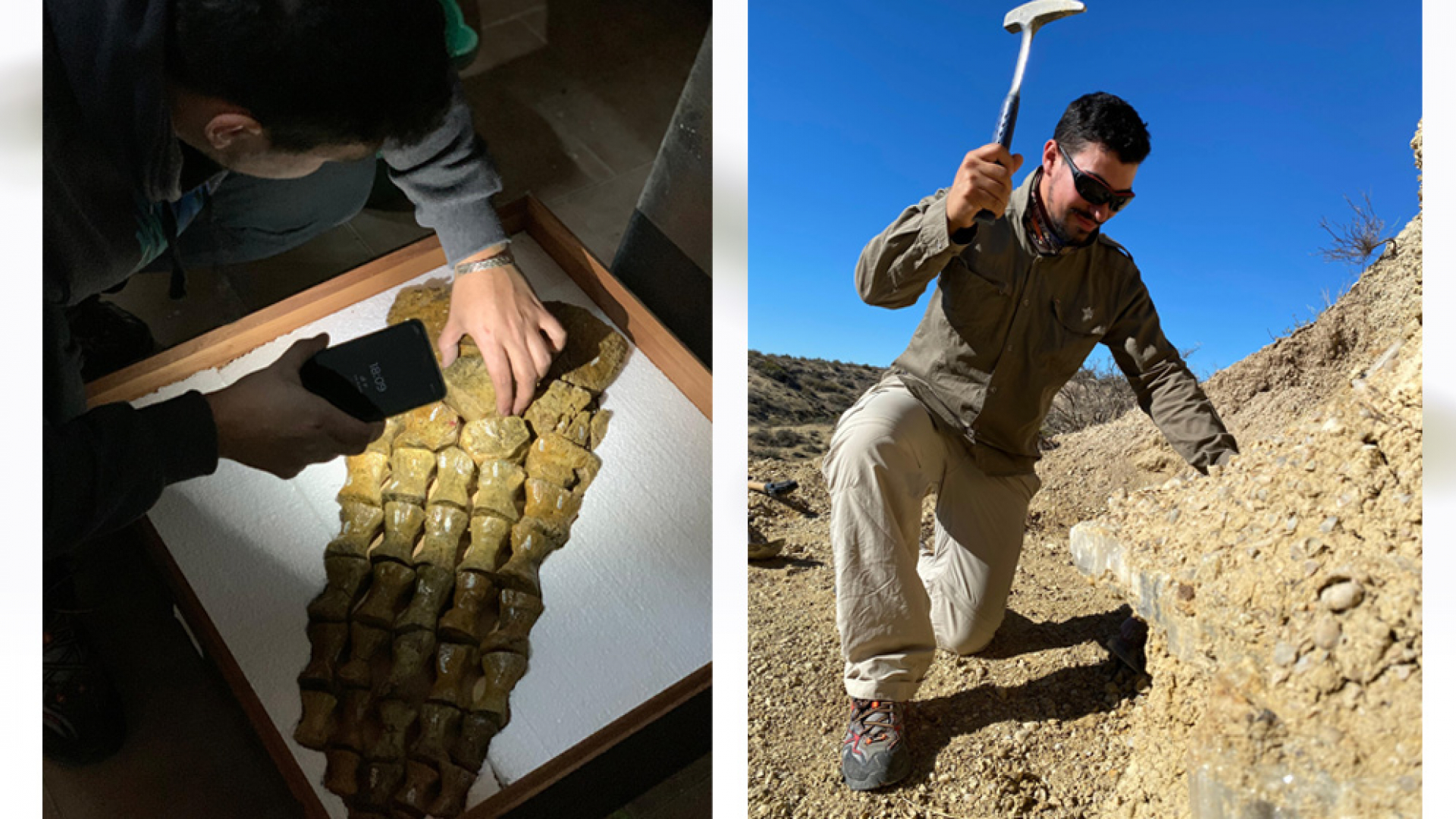 Investigadores estudian enfermedades óseas en reptiles marinos de hace 125 a 72 millones de años