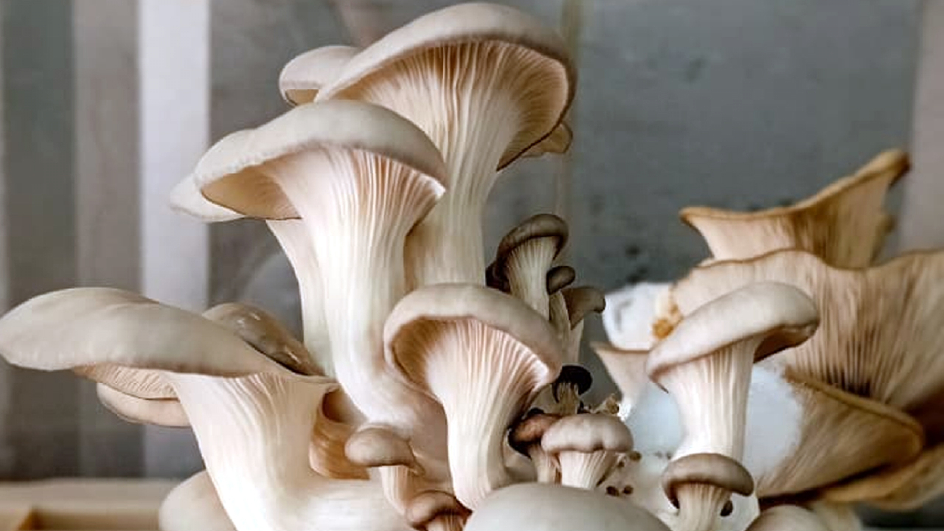 Aprovechamiento de subproductos agroindustriales: Investigación de la UNRN promueve la bioeconomía circular en la Norpatagonia