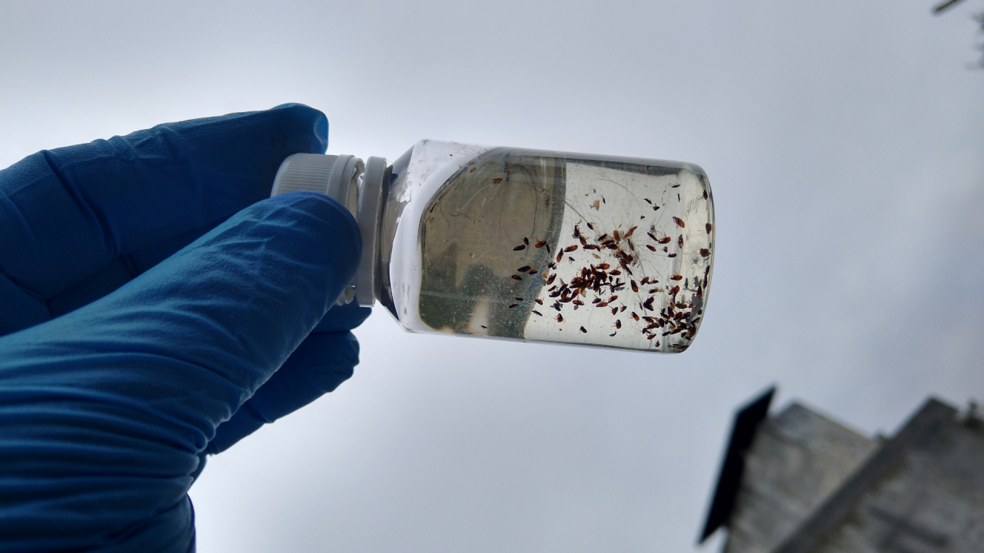 Detectan bacterias patógenas en pulgas de mamíferos silvestres nativos de nuestra región