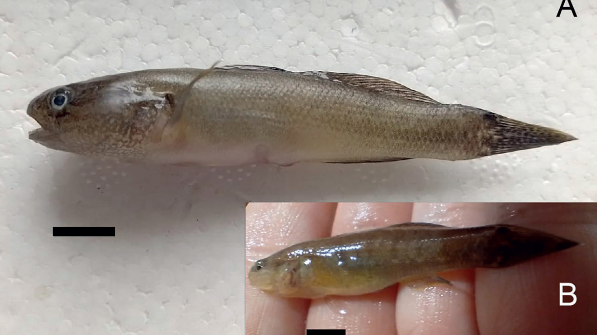 Registran una nueva especie exótica en el río Negro