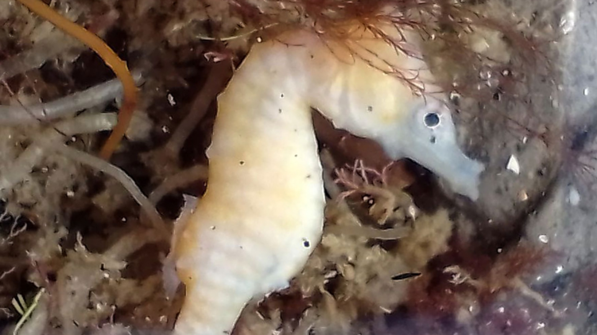 Registran caballito de mar en la desembocadura del río Negro
