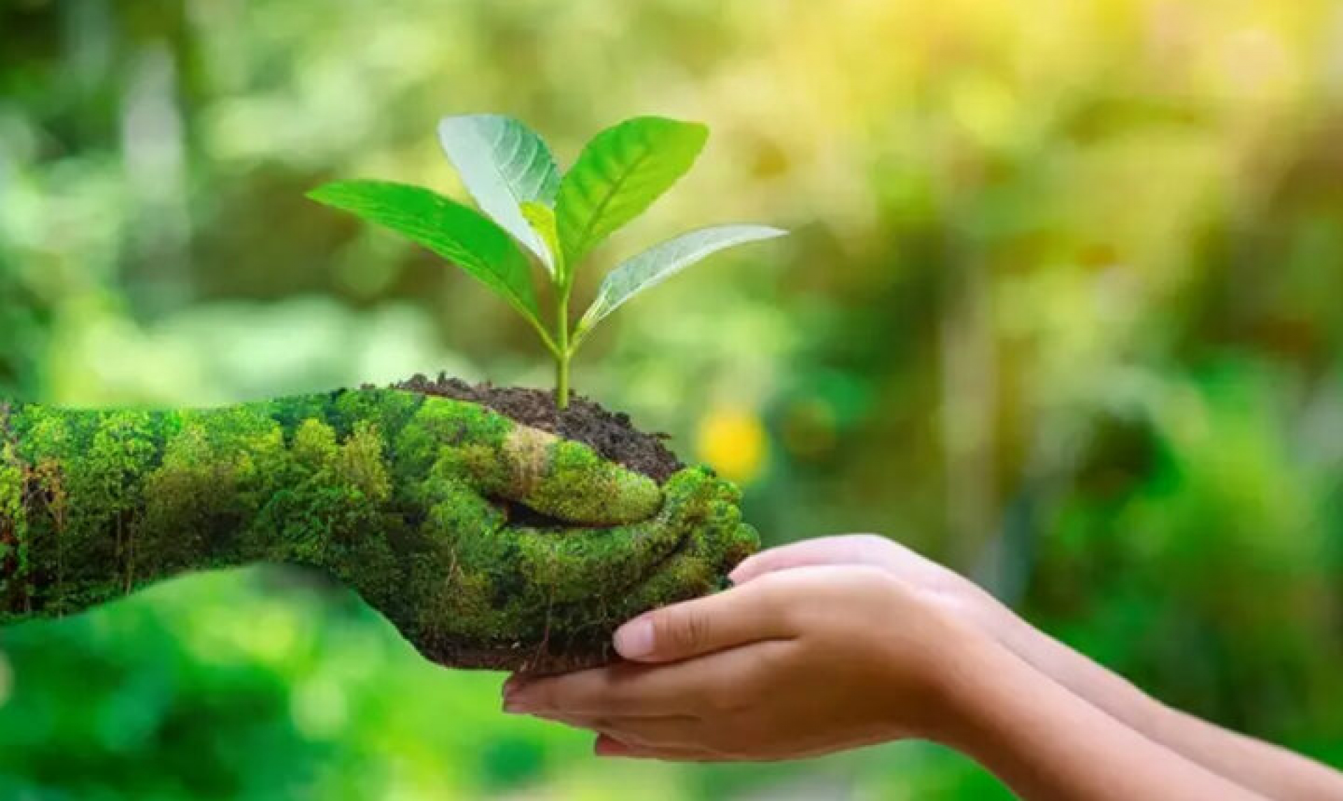 Dia Mundial de la Naturaleza