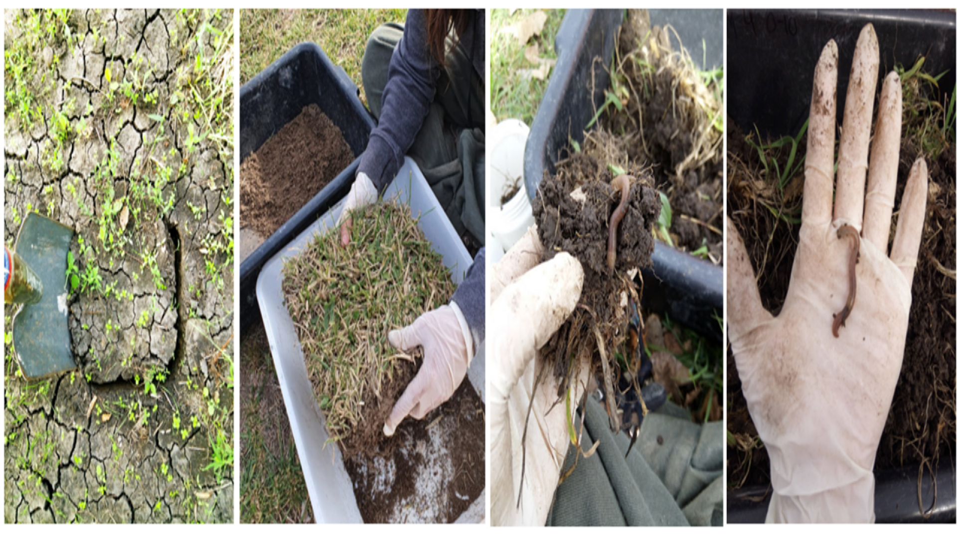 ¿Qué revelan las lombrices sobre la salud del suelo en el Valle Inferior? 