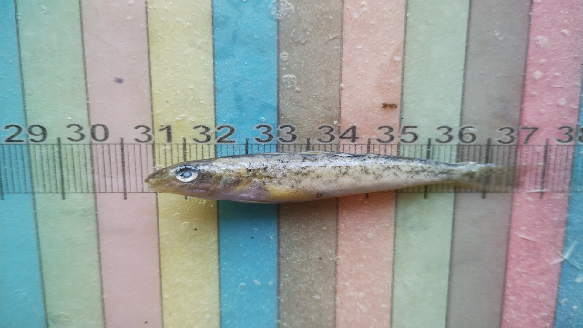 Investigadores de la UNRN publicaron en la revista Nótulas Faunísticas