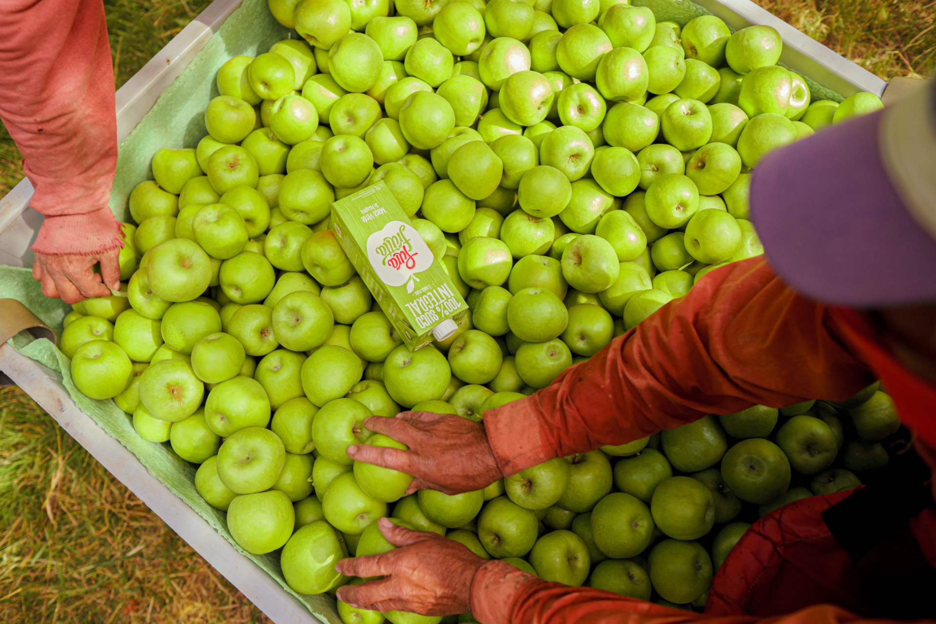 Convocatoria abierta: Pasantía en Pura Frutta para estudiantes de las Ingenierías en Alimentos y Biotecnología